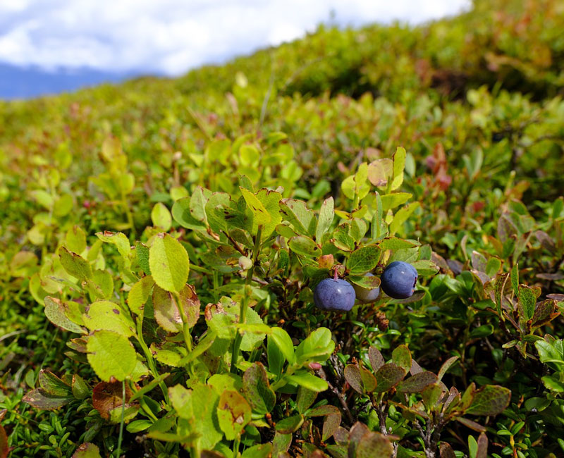 Zwerg-Heidelbeere 'Little Blue Wonder®'