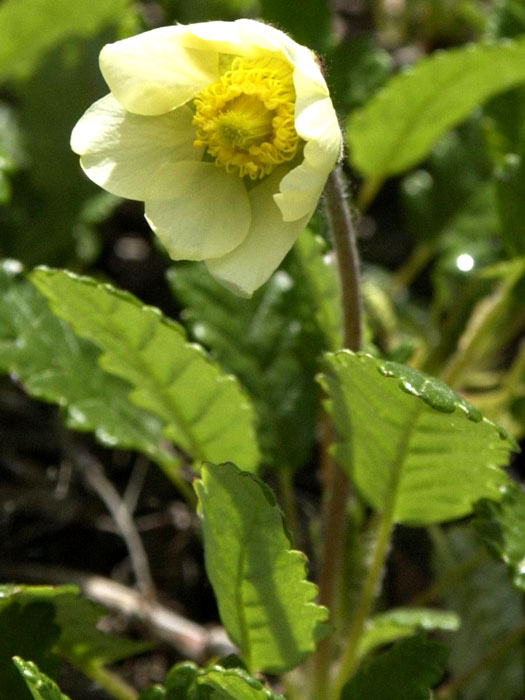 Dryas x suendermannii, Garten-Silberwurz