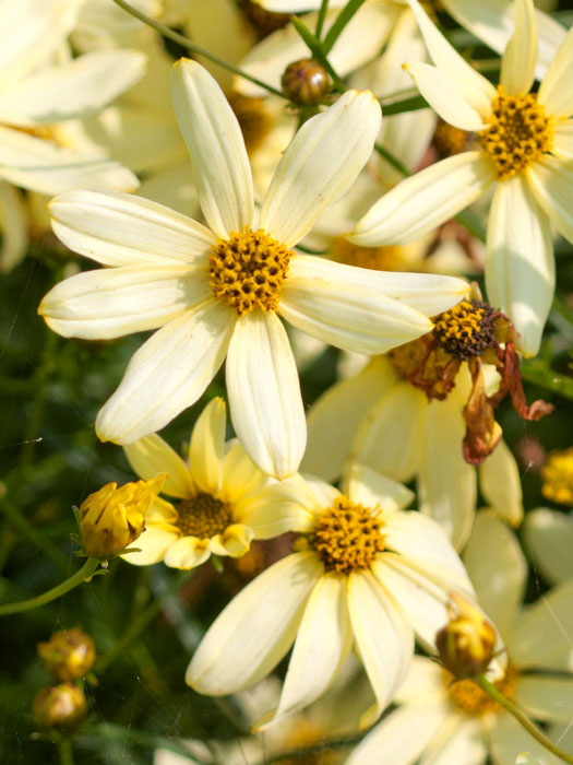 Coreopsis verticillata 'Moonbeam' (M), Quirlblättriges Schönauge, Mädchenauge, Netzblattstern