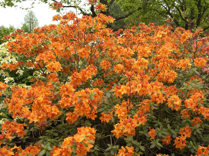 Rhododendron luteum 'Rumba', sommergrüne japanische Gartenazalee