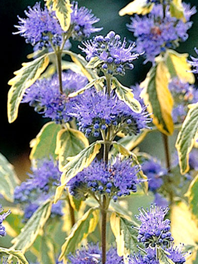 Blüte und Blatt der Bartblume