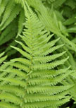 dryopteris-filix-mas56d7002177b72