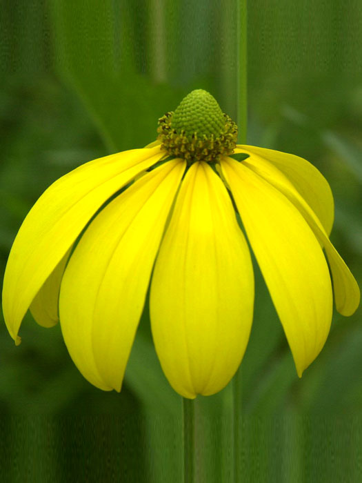 Rudbeckia nitida 'Herbstsonne', Fallschirm-Sonnenhut