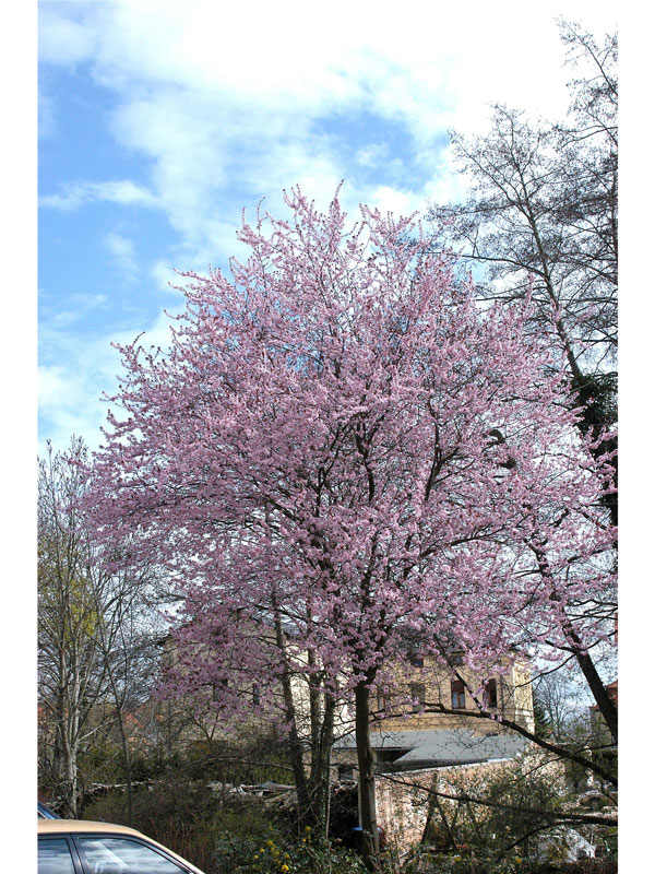 Prunus cerasifera 'Nigra', Blutpflaume - Hochstamm