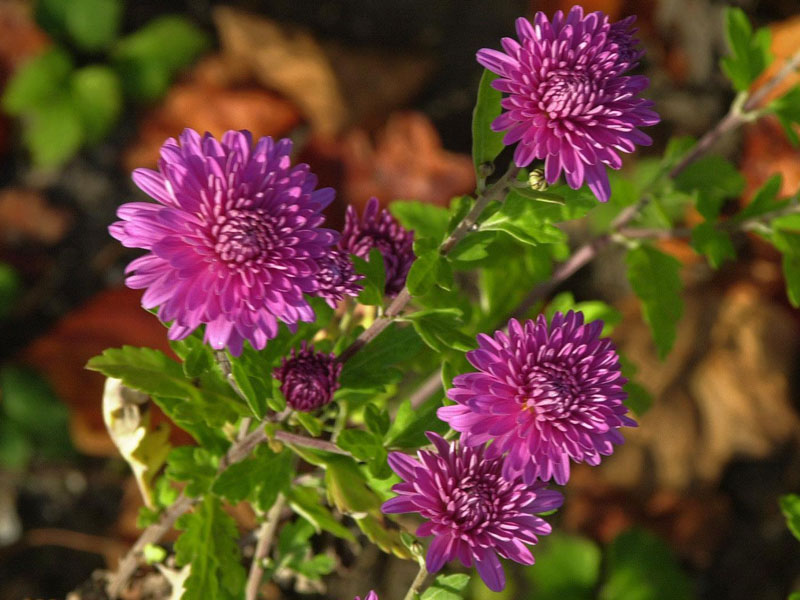 Nahaufnahme der rosaroten Blüte von Chrysanthemum Rumpelstilzchen