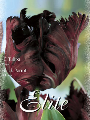 Papagei-Tulpe 'Black Parrot' (Art.Nr. 595550)