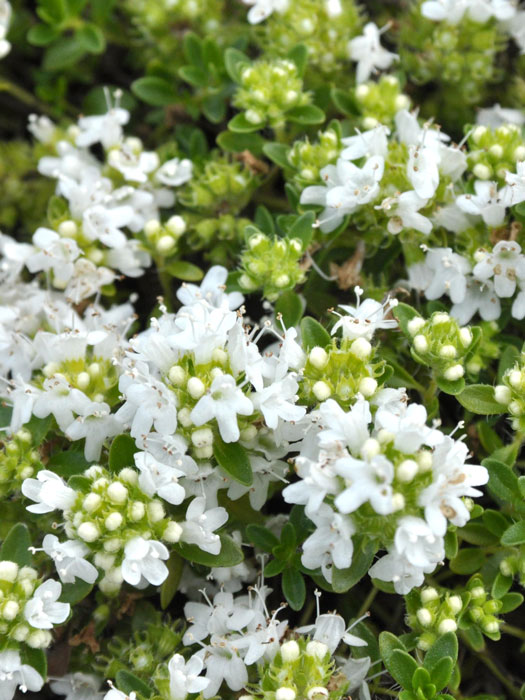 Thymus serpyllum 'Albus' (M), Weißer Sandthymian, Teppich-Thymian