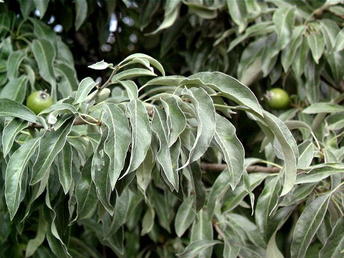 Pyrus communis, Wildbirne