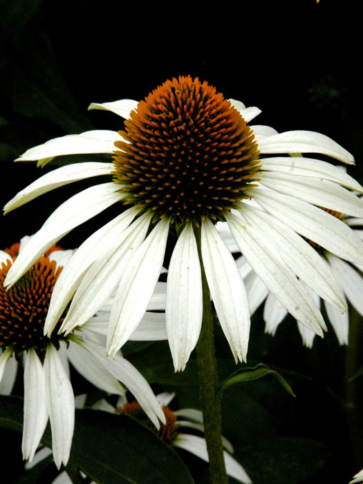 Echinacea purpurea 'Alba' (M), Weißer Garten-Sonnenhut, Scheinsonnenhut