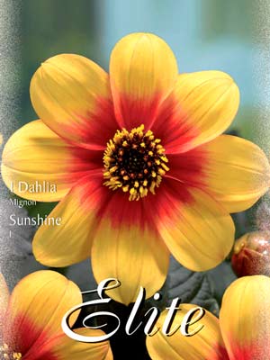 Mignon-Dahlie 'Sunshine', Dahlia (Art.Nr. 520576)