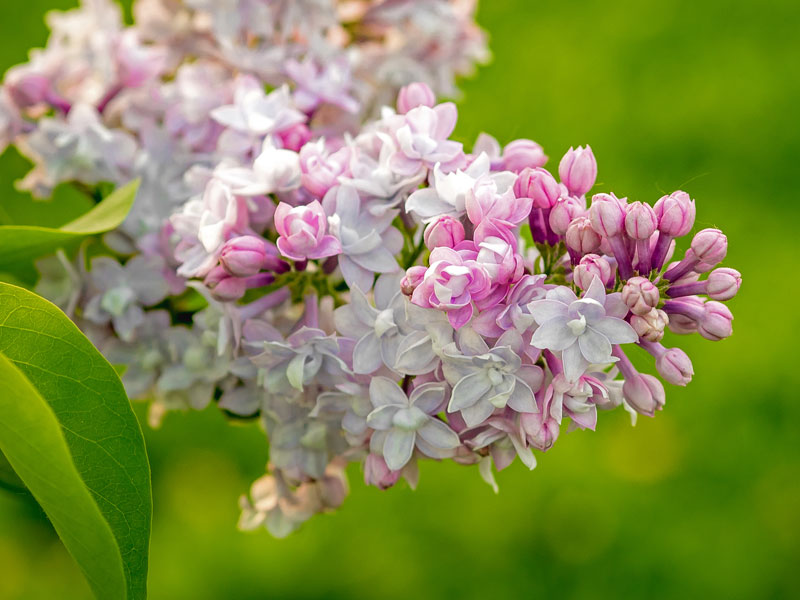 Syringa vulgaris 'Beauty of Moscow', Edel-Flieder