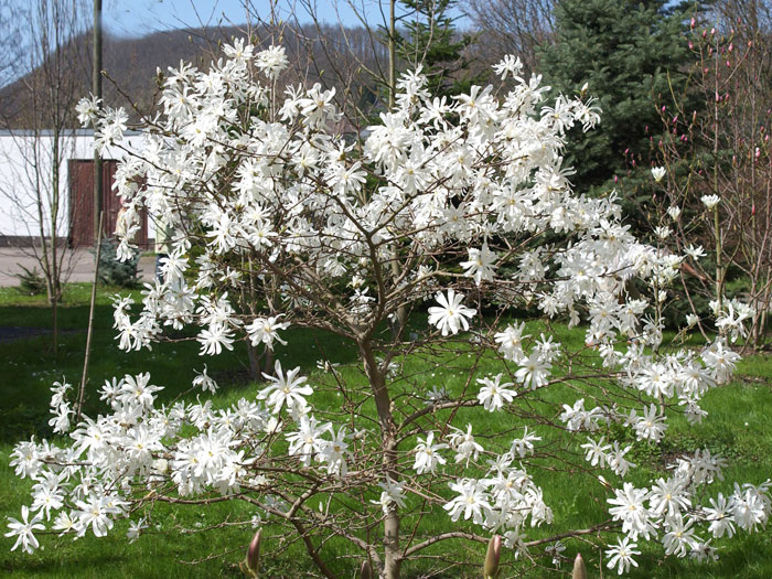 Sternmagnolie Royal Star Solitärstrauch