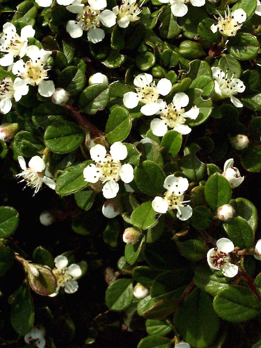 Blatt und Blüte der Zwergmispel 'Streibs Findling'