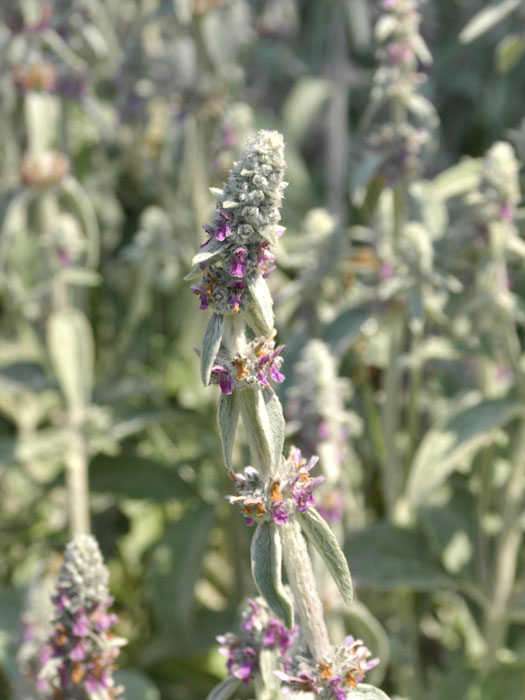 Stachys byzantina 'Silver Carpet', Woll-Ziest, Teppich-Ziest, Hasenohr