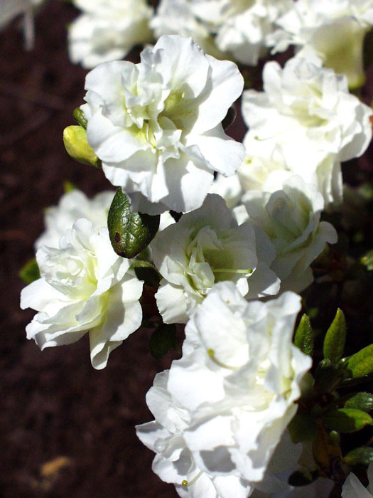 Rhododendron obtusum 'Schneeperle', wintergrüne japanische Zwergazalee