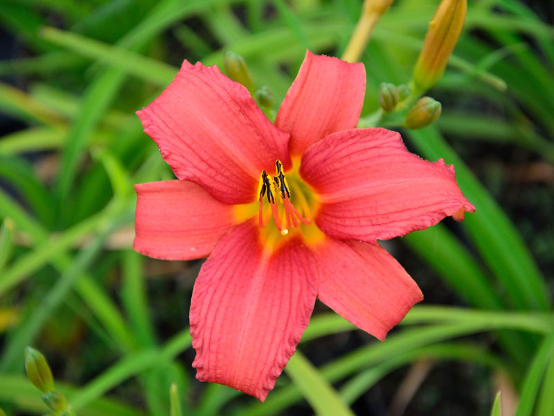 Hemerocallis Hybride 'Pink Damask', Taglilie