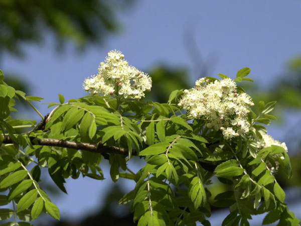 Speierling, Sorbus domestica