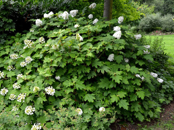 Hydrangea Quercifolia Alice Eichenblatt Hortensie