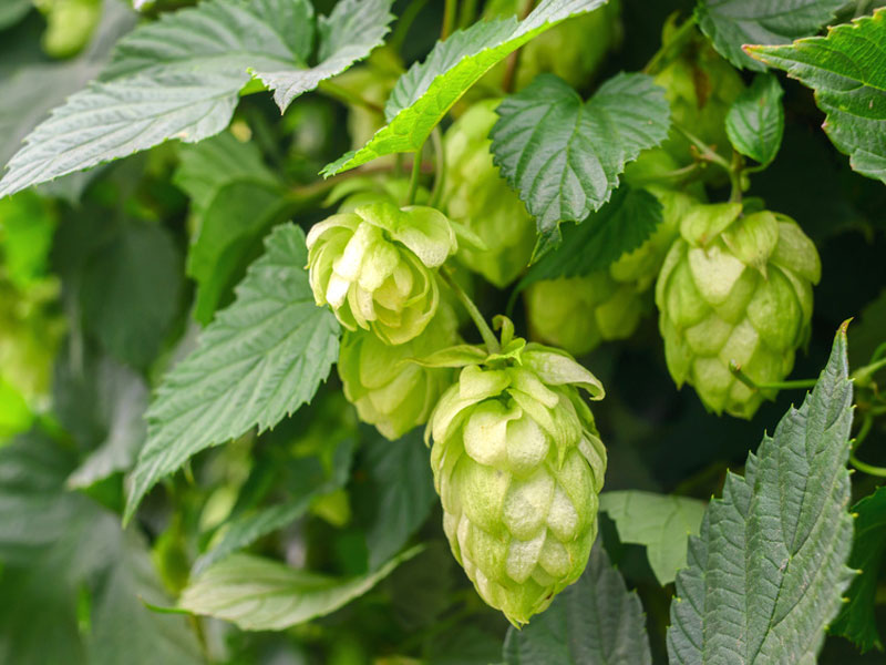 Humulus lupulus Hopfen