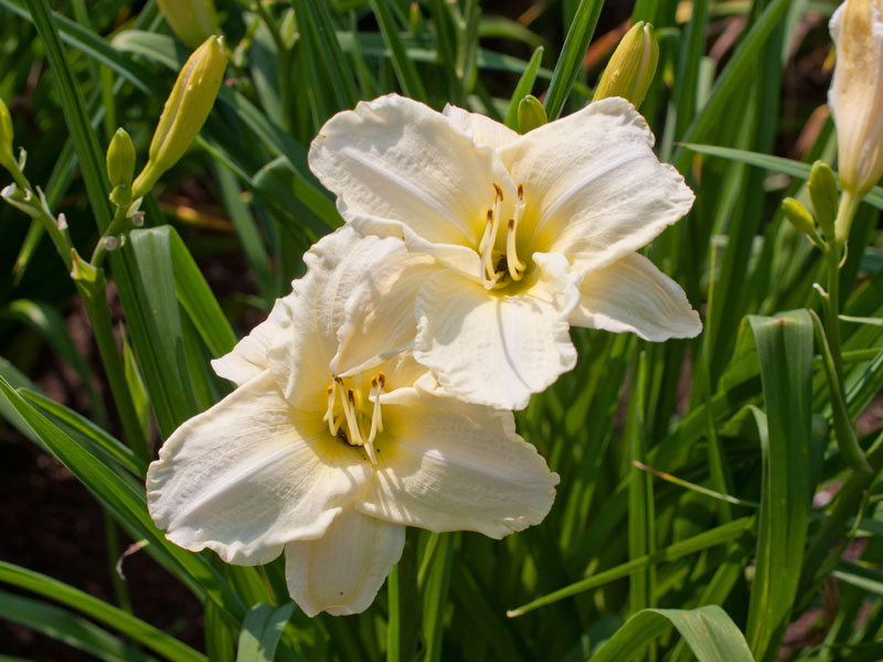 Hemerocallis Hybride White Temptation, Taglilie