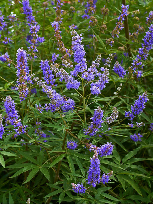 Vitex agnus-castus 'Delta Blues', Mönchspfeffer