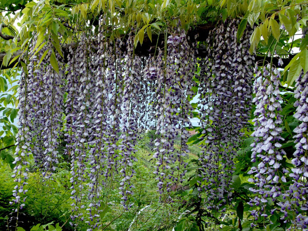 Wisteria Floribunda Macrobotrys