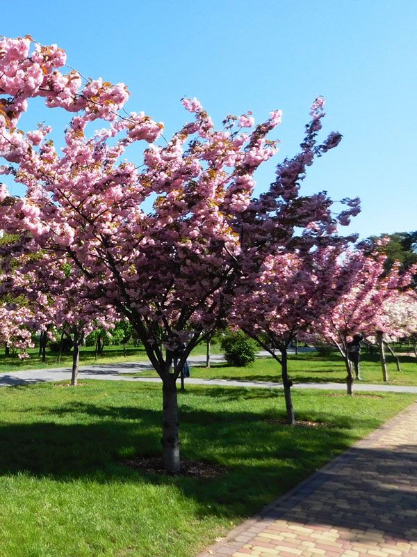 Prunus Serrulata Kanzan